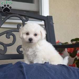 Fuzz (Tiny), Bichon Frise Puppy